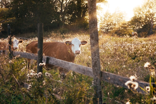 farm home